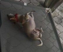 Video 11
